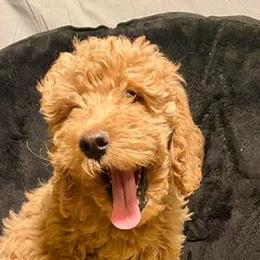 Bernedoodles, Goldendoodles, and Poodles from Mimi’s Doodles & Poodles