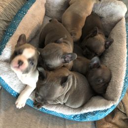 French Bulldog Puppies from Uniquefrenchiies