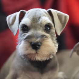 Reserved - Miniature Schnauzer puppy from Snowflake Schnauzers