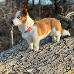 Tansy - American Corgi