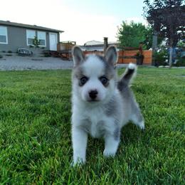 Pomsky Puppies from Promise Land Pomskies