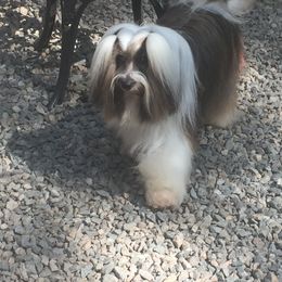 Tibetan Terrier All Grown Up from Kham Ra Tibetans