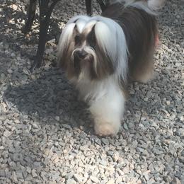 Tibetan Terrier All Grown Up from Kham Ra Tibetans