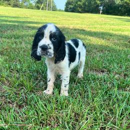 Georgia - Black and white female English Springer Spaniel puppy in Wilmer, Alabama from South Delta Springers