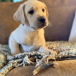 Labrador Retriever Puppies from Knotty Creek Labradors