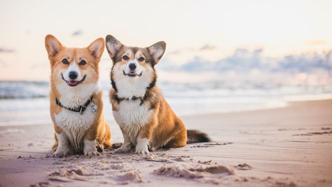 American Corgi