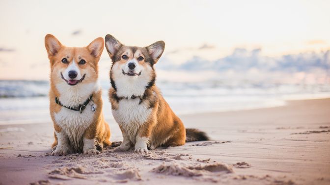 American Corgi