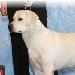 Labrador Retrievers from Starview Labradors