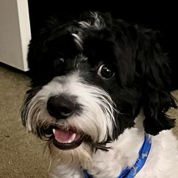 Rambo - Cavapoo
