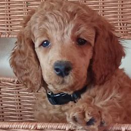 Reginald Majestic Embrace Medium Import Line - Apricot male Poodle puppy in Licking, Missouri from Majestic Embrace Poodles