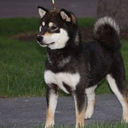 Shiba Inu from Honovi Shiba