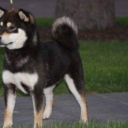 Shiba Inu from Honovi Shiba