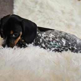 Daisy Black pie smooth girl - Piebald female Dachshund puppy in Herald, California from Bluegum Dachshunds
