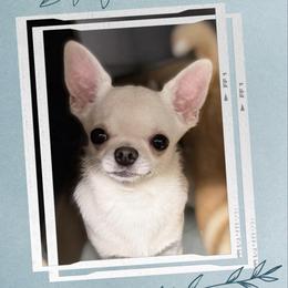 Vegas - Cream male Chihuahua puppy in Bucks County, Pennsylvania from Sweet Bean Chihuahuas