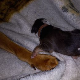 American Leopard Hound Puppies from Black Dragon Hounds