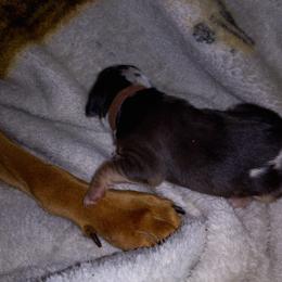 American Leopard Hound Puppies from Black Dragon Hounds