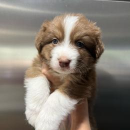 Gouda Boy 3 - Red tri-color male Australian Shepherd puppy in Walnut Creek, California from Sweet Magnolia Aussies