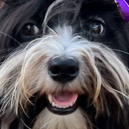 Havanese from Highland Hills Havanse