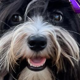 Havanese from Highland Hills Havanse