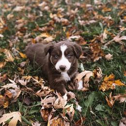 Sprinkles - Red tri-color female Australian Shepherd puppy in Unionville, Iowa from Soap Creek Kennels