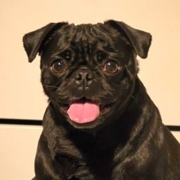 Jamima - Pug