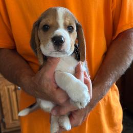Hank - Black white and tan male Beagle puppy in Rockwell, North Carolina from Knockhill Beagles