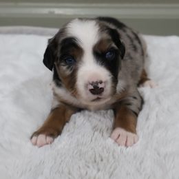 Tail End - Blue merle male Miniature American Shepherd puppy in Central Islip, New York from Fifth Avenue Australian Shepherds