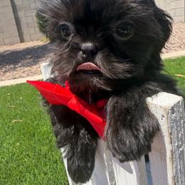 Majesty - Black male Shih Tzu puppy in Auburn, Washington from Shih Tzu’s  ‘N’ Love