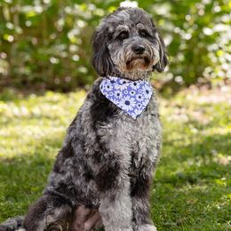 Ashe - Goldendoodle