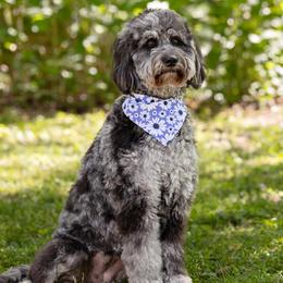 Ashe - Goldendoodle
