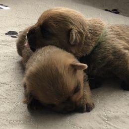Norfolk Terriers from Rocky Mountain Norfolk Terriers