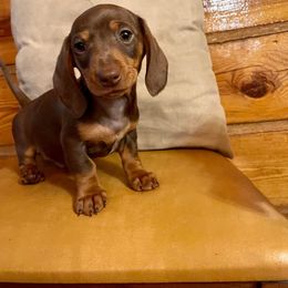Dachshund and Miniature Schnauzer Puppies from The Bossy Doxie Farm