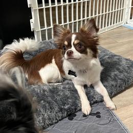 Josie - Chocolate and white female Chihuahua puppy in Augusta, Georgia from Sophia Jade's Chi Brigade