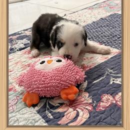 Mini Aussie Girl 3 - Red merle female Miniature Australian Shepherd puppy in Pensacola, Florida from TNT MINI AUSSIES