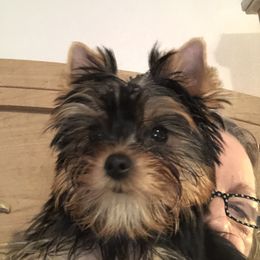 Yorkshire Terrier Puppies from Sassyville Yorkies