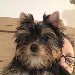 Yorkshire Terrier Puppies from Sassyville Yorkies