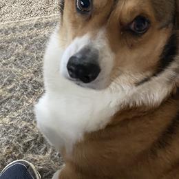 Pembroke Welsh Corgis from Running Hills Pembroke Corgi