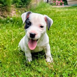 Snickers - Tri-color male Russell Terrier puppy in Sandown, New Hampshire from Patch Wood Irish Jacks