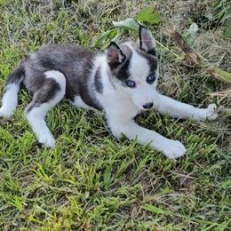 Pink Collar - Black and white female Siberian Husky puppy in Lake Arthur, Louisiana from Gingers Husky Mansion