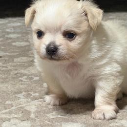 Jack - Cream male Chihuahua puppy in Brooksville, Florida from Daystars Chihuahuas