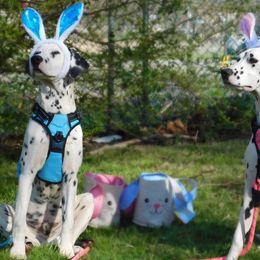 Dalmatians from BL Dalmatians