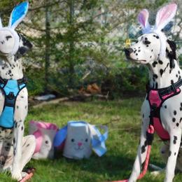 Dalmatians from BL Dalmatians