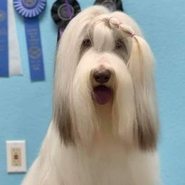 Bearded Collies from Linda's Bearded Collies