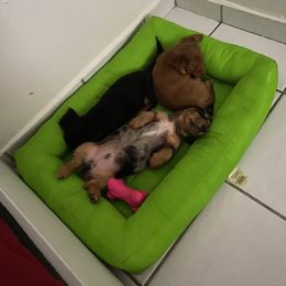 Dachshund All Grown Up from Briana's Dachshunds