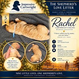 Cartwrights Rachel Known by the Shepherd - Apricot female Poodle puppy in Albany, Kentucky from Impressive Cartwright Standards