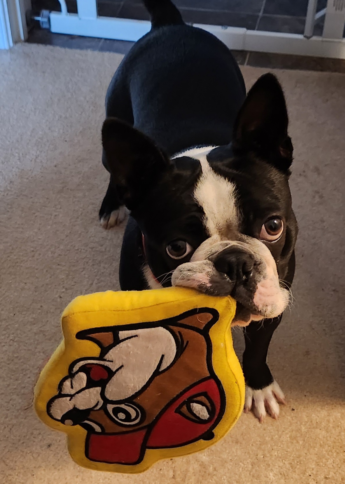 Boston Terriers from Aileen Cudia