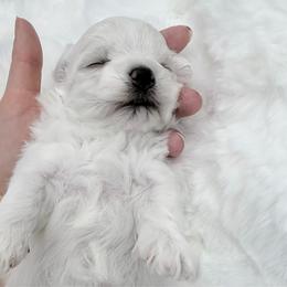 AKC - The best of the best. - White female Maltese puppy in San Mateo, California from AKC Maltese California