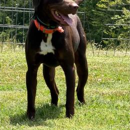 Roux - Catahoula Leopard Dog