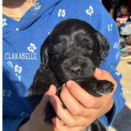 Clarabelle - Black female Schnoodle puppy in Sedalia, Missouri from Farmer Brown's Puppies