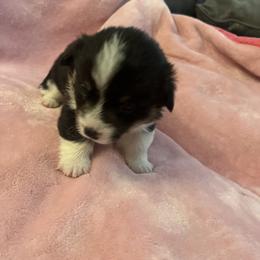 Pembroke Welsh Corgi Puppies from Simply loved corgis